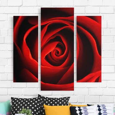 Canvas schilderijen - 3-delig Lovely Rose