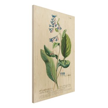 Houten schilderijen Vintage Botanical Illustration Lungwort