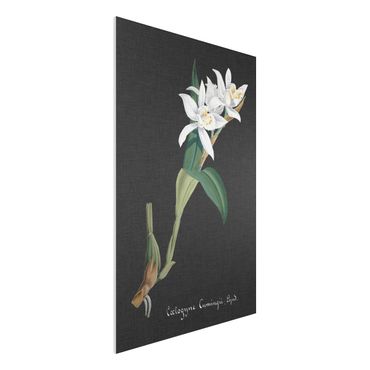 Forex schilderijen White Orchid On Linen II