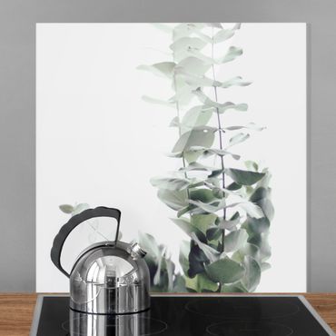 Spatscherm keuken Eucalyptus In White Light
