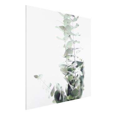 Forex schilderijen Eucalyptus In White Light