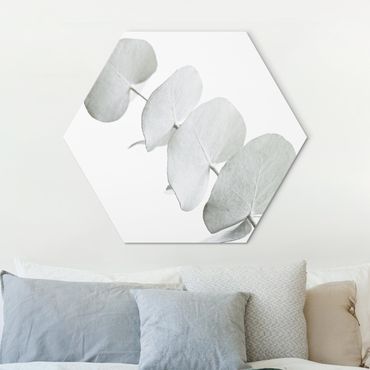 Hexagons Aluminium Dibond schilderijen Eucalyptus Branch In White Light