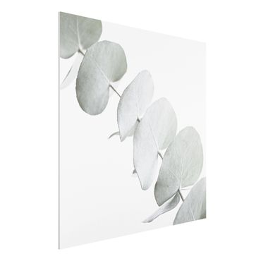 Forex schilderijen Eucalyptus Branch In White Light