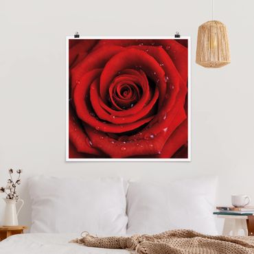 Posters Red Rose With Water Drops