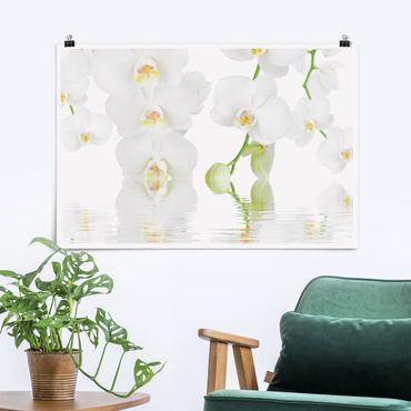 Posters Spa Orchid - White Orchid