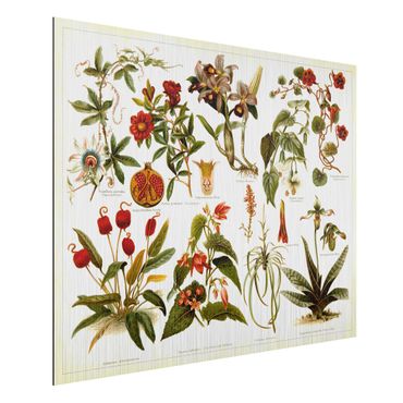 Aluminium Dibond schilderijen Vintage Board Tropical Botany II