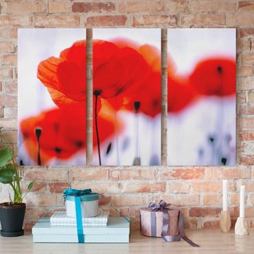 Canvas schilderijen - 3-delig Magic Poppies