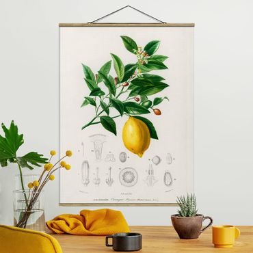 Stoffen schilderij met posterlijst Botany Vintage Illustration Of Lemon