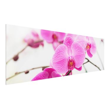 Forex schilderijen Close-Up Orchid