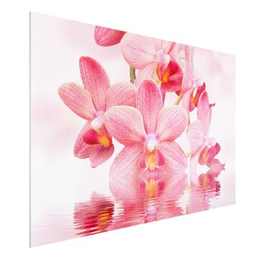 Forex schilderijen Light Pink Orchid On Water