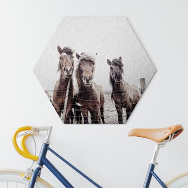Hexagons Aluminium Dibond schilderijen Icelandic Horse