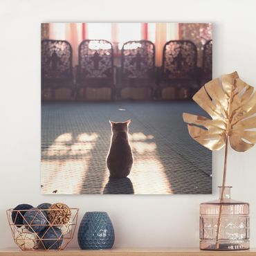 Canvas schilderijen Cat In Light Beam