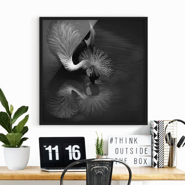 Ingelijste posters Crowned Crane Bow Black And White