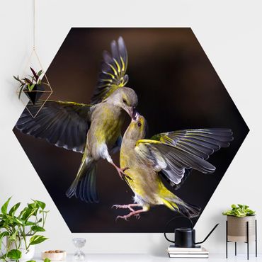 Hexagon Behang Kissing Hummingbirds