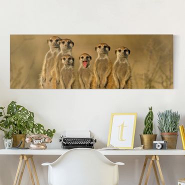 Canvas schilderijen Meerkat Family