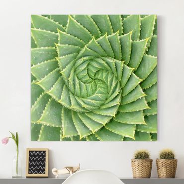 Canvas schilderijen Spiral Aloe