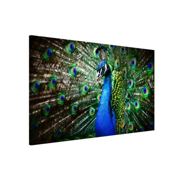 Magneetborden Noble Peacock