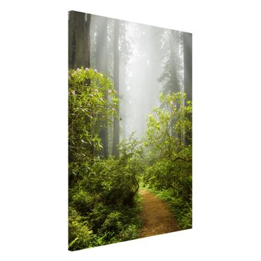 Magneetborden Misty Forest Path