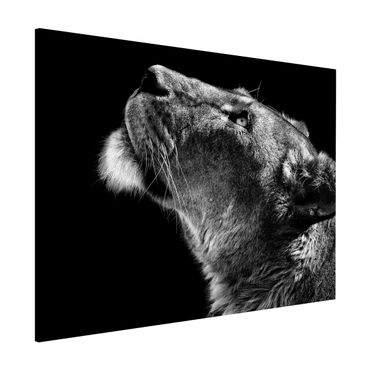 Magneetborden Portrait Of A Lioness