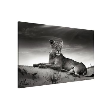 Magneetborden Resting Lion