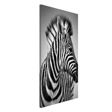 Magneetborden Zebra Baby Portrait II