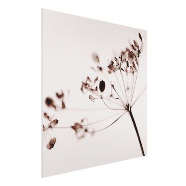 Forex schilderijen Macro Image Dried Flowers In Shadow