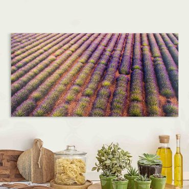 Canvas schilderijen Picturesque Lavender Field