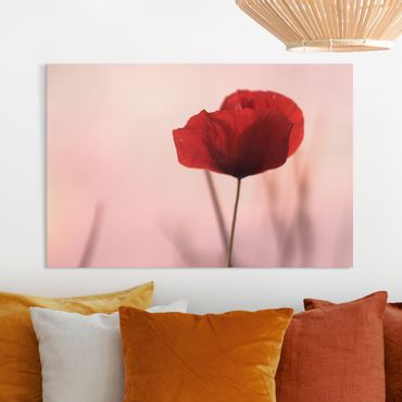 Canvas schilderijen Poppy Flower In Twilight