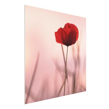 Forex schilderijen Poppy Flower In Twilight