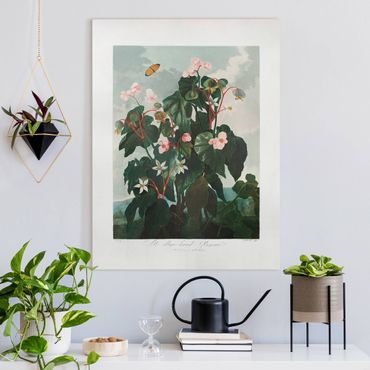 Canvas schilderijen - Oblique leafed begonia