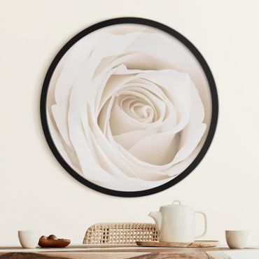Rond schilderijen Pretty White Rose