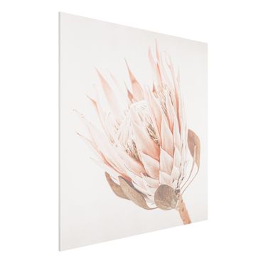 Forex schilderijen Protea Queen Of Flowers
