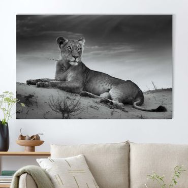 Akoestisch schilderij - Resting Lion