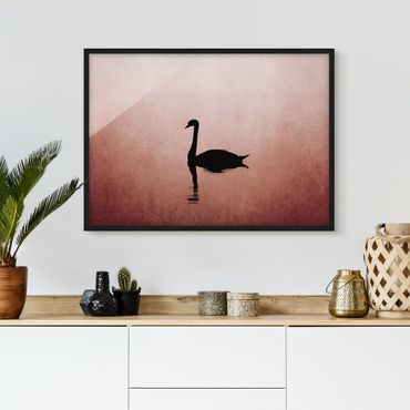 Ingelijste posters Swan In Sunset
