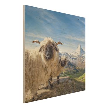 Houten schilderijen Blacknose Sheep Of Zermatt