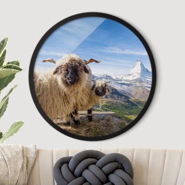 Rond schilderijen Pecore naso nero di Zermatt
