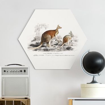 Hexagons Aluminium Dibond schilderijen - Vintage Teaching Illustration Kangaroo