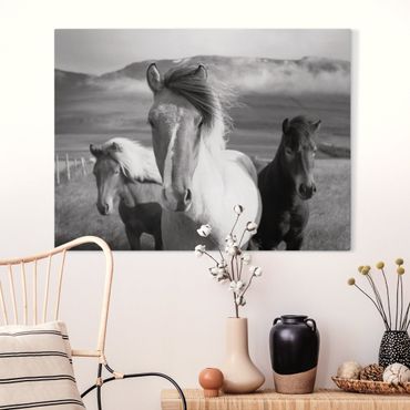 Canvas schilderijen Wild Horses Black And White