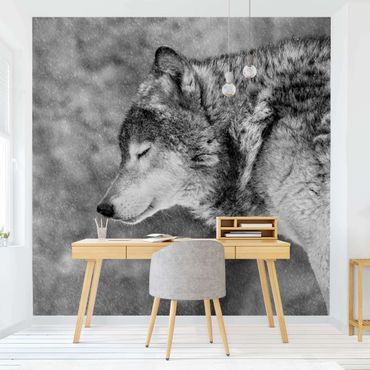 Fotobehang Winter Wolf