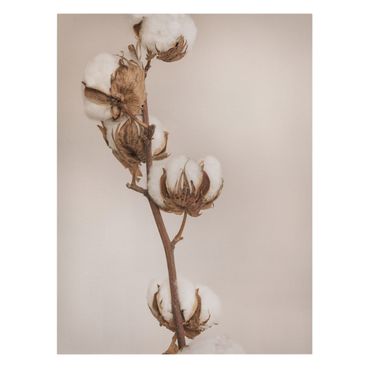 Canvas schilderijen - Fragile Cotton Twig