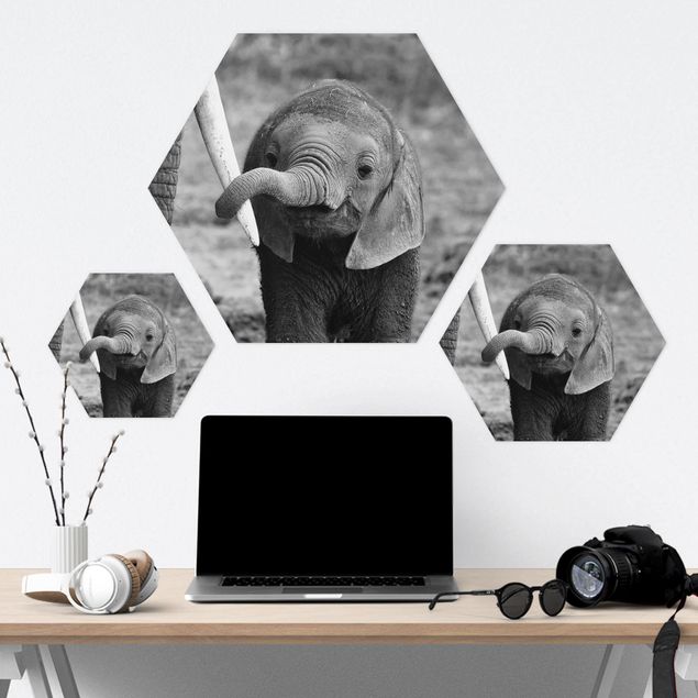 Hexagons Forex schilderijen Baby Elephant