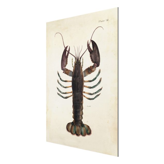 Aluminium Dibond schilderijen Vintage Illustration Lobster