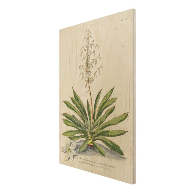 Houten schilderijen Vintage Botanical Illustration Yucca