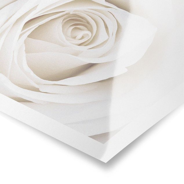 Posters Pretty White Rose