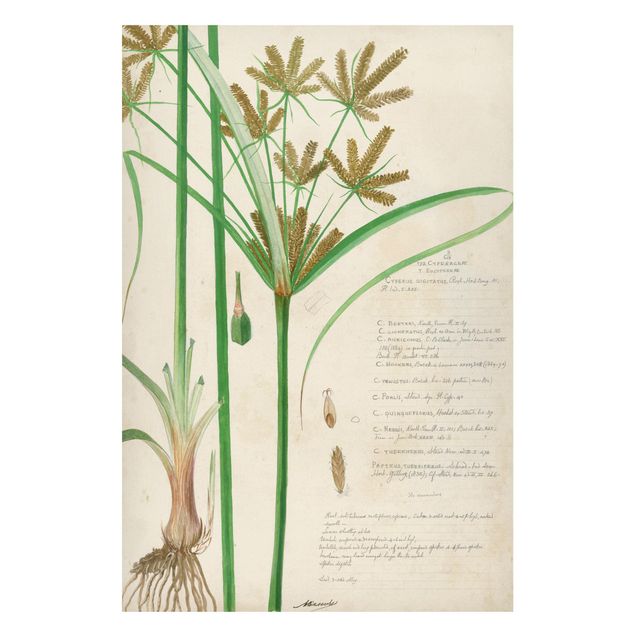 Magneetborden Vintage Botany Drawing Grasses I