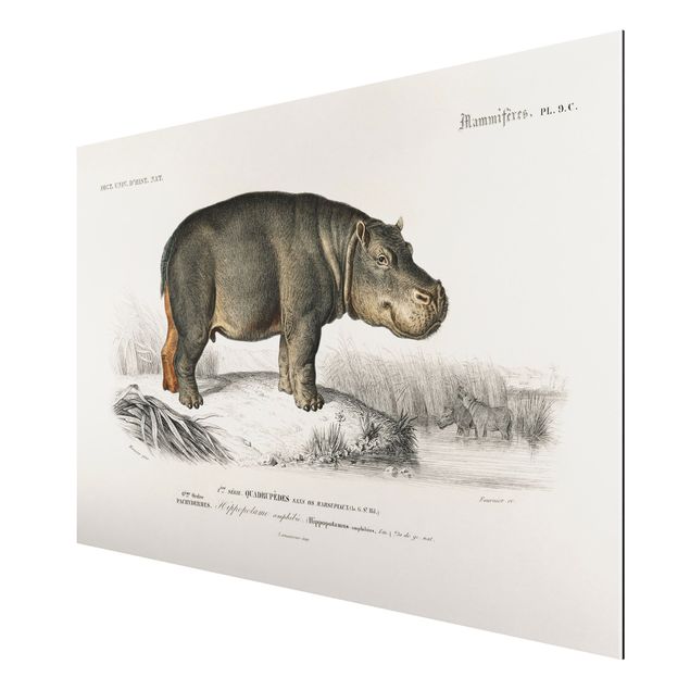 Aluminium Dibond schilderijen Vintage Board Hippo