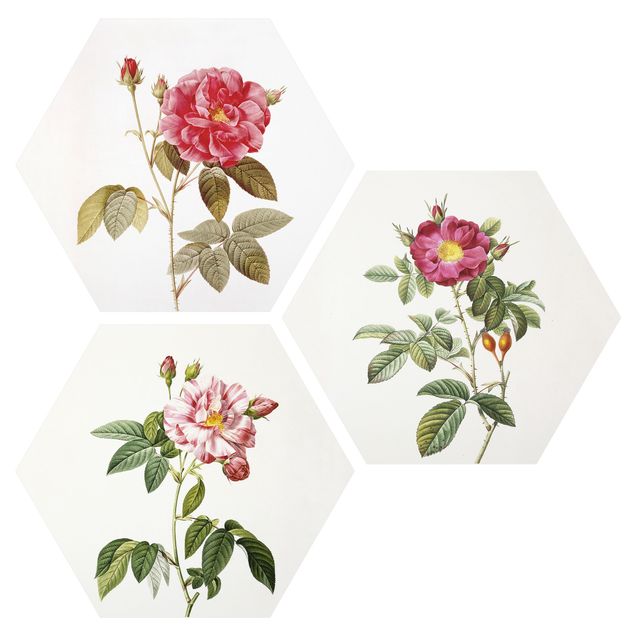 Hexagons Forex schilderijen - 3-delig Pierre Joseph Redouté - Roses
