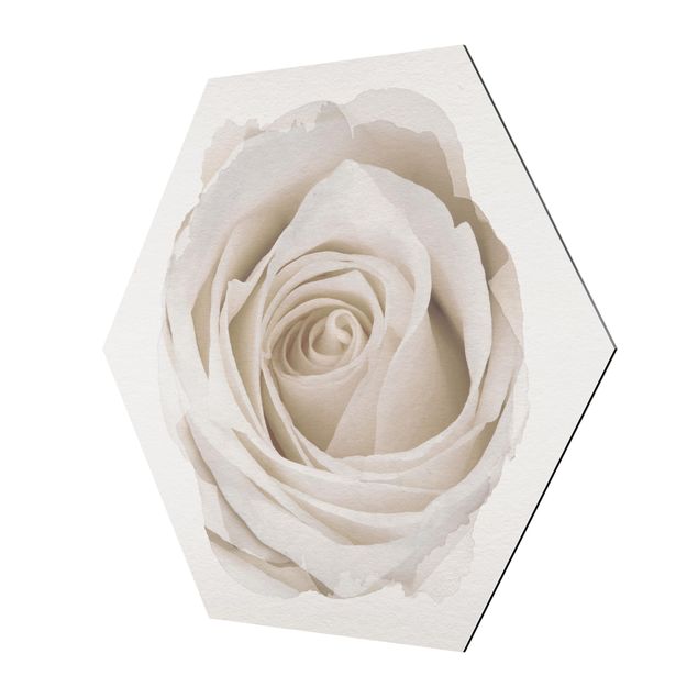 Hexagons Aluminium Dibond schilderijen WaterColours - Pretty White Rose