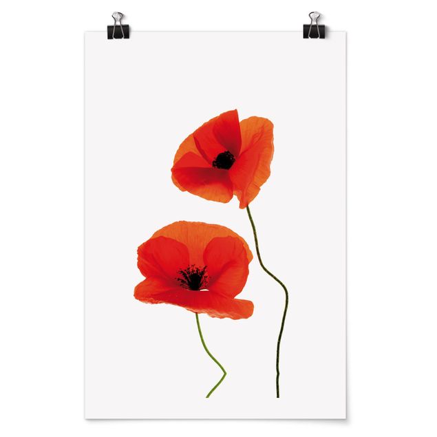 Posters Charming Poppies
