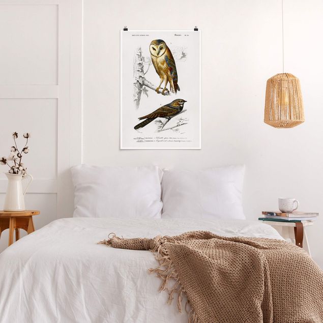 Posters Vintage Board Owl And Swallow